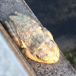 North City Park - Relaxing froggy