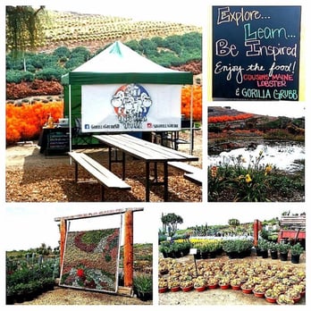 Waterwise Botanicals - SD Gorilla Grubb at Waterwise Botanicals for their 2016 Succulent Celebration Event on 5-20-16 & 5-21-16 (2-day event) - Nurseries & Gardening Near Me - Bonsall, California Waterwise Botanicals - SD Gorilla Grubb at Waterwise Botanicals for their 2016 Succulent Celebration Event on 5-20-16 & 5-21-16 (2-day event) - Nurseries & Gardening Near Me - Bonsall, California