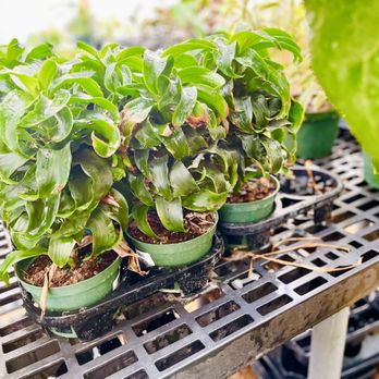 Fanick's Garden Center - Plants - Nurseries & Gardening Near Me - San Antonio, Texas