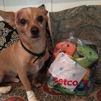 Petco - My Lucky boy was recovering from surgery and groomer Sonya made him this special get well package! - Pet Stores Near Me - Honolulu, Hawaii Petco - My Lucky boy was recovering from surgery and groomer Sonya made him this special get well package! - Pet Stores Near Me - Honolulu, Hawaii