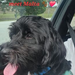Malta my rescue fur baby. Thanks to Saving Sage Rescue. Malta my rescue fur baby. Thanks to Saving Sage Rescue.