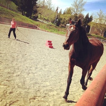 Rocking Z Stables - Horse Boarding Near Me - Livermore, California Rocking Z Stables - Horse Boarding Near Me - Livermore, California