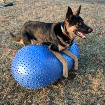 Dogbedience - Puppy Rye is learning to balance on our agility ball - Pet Training Near Me - Reston, Virginia Dogbedience - Puppy Rye is learning to balance on our agility ball - Pet Training Near Me - Reston, Virginia