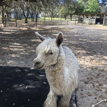 LunaSea Alpaca Farm - Attraction Farms Near Me - Clermont, Florida LunaSea Alpaca Farm - Attraction Farms Near Me - Clermont, Florida