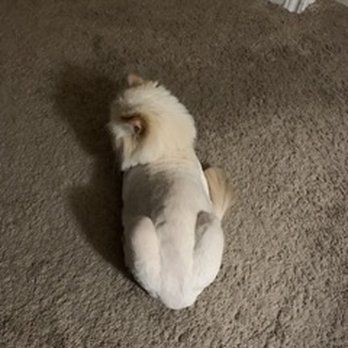 Pet Bath & Beyond - Picture of cat with new haircut. - Pet Groomers Near Me - San Antonio, Texas
