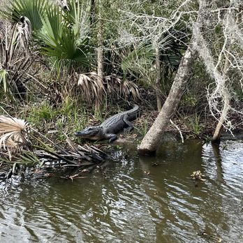 Jean Lafitte Swamp Tour - Boat Tours Near Me - Marrero, Louisiana