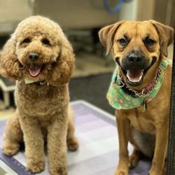 CLEdogs Spa & Social