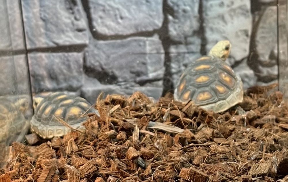 Wild Things - reptile breeding in Las Vegas, NV