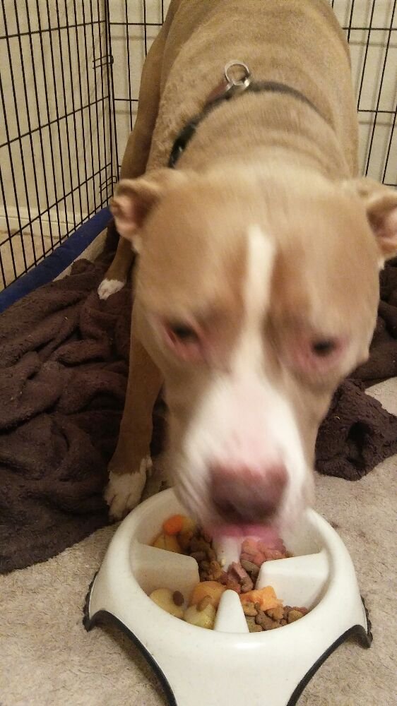 HOUND DOGS PET SITTING 22 Photos Pet Sitting 9745 Long Point Rd, Houston, TX Phone