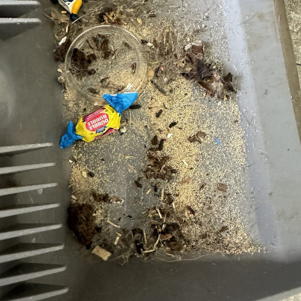 All the rat droppings from after service! All the rat droppings from after service!