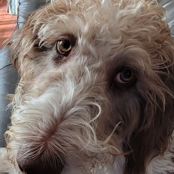 Turkey Hill Labradoodles - Rosie - Pet Breeders Near Me - Jones, Oklahoma Turkey Hill Labradoodles - Rosie - Pet Breeders Near Me - Jones, Oklahoma