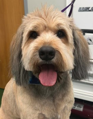 Dog Grooming - At our grooming salon, we cater to every dog breed and temperament, providing specialized care for each unique pup. Our skilled groomers understand the individual needs of your furry friend, ensuring a comfortable and enjoyable experience. Whether your dog is calm or a bit more, we’re here to make them look and feel their best!
Extra Small Dogs: Under 10 lbs
Small Dogs: 11-25 lbs
Medium Dogs: 25-55 lbs
Large Dogs: 56-70 lbs
XL Dogs: 71 lbs and over
Prices are for length and condition of coat. Dog Grooming - At our grooming salon, we cater to every dog breed and temperament, providing specialized care for each unique pup. Our skilled groomers understand the individual needs of your furry friend, ensuring a comfortable and enjoyable experience. Whether your dog is calm or a bit more, we’re here to make them look and feel their best!
Extra Small Dogs: Under 10 lbs
Small Dogs: 11-25 lbs
Medium Dogs: 25-55 lbs
Large Dogs: 56-70 lbs
XL Dogs: 71 lbs and over
Prices are for length and condition of coat.