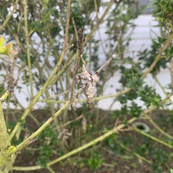 Massey Services - Shrub with bagworm damage - Pest Control Near Me - Wildwood, Florida Massey Services - Shrub with bagworm damage - Pest Control Near Me - Wildwood, Florida