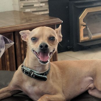 PetSmart - Pet Training Near Me - Hanford, California