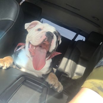 Urban Mutts - King super happy and fresh - Pet Groomers Near Me - North Las Vegas, Nevada Urban Mutts - King super happy and fresh - Pet Groomers Near Me - North Las Vegas, Nevada