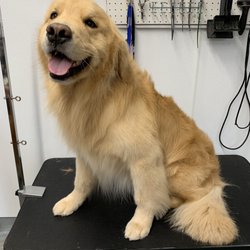 Fluffy Paws Pet Salon - Golden retriever