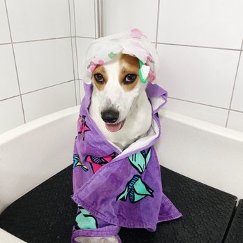 Alvi’s Grooming Spa - Pet Groomers Near Me - Hoboken, New Jersey