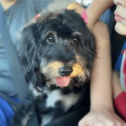 Panache Paw Spa & Boutique - An hour after her grooming