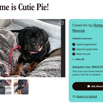 Rotten Rottie Rescue - Community Service/Non-Profit Near Me - Gilbert, Arizona