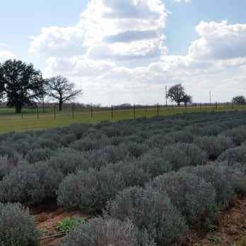 Becker Vineyards - Beautiful  lavender  fields! - Wine Tasting Room Near Me - Fredericksburg, Texas