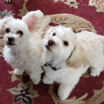 Barb's Precious Pups - Cutie patooties! - Pet Breeders Near Me - Las Vegas, Nevada Barb's Precious Pups - Cutie patooties! - Pet Breeders Near Me - Las Vegas, Nevada