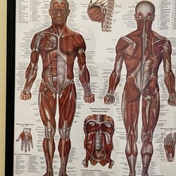 Cornerstone Physical Therapy-Gahanna/New Albany - Chart for explaining issue