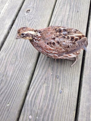 Ohio Bird Sanctuary by null