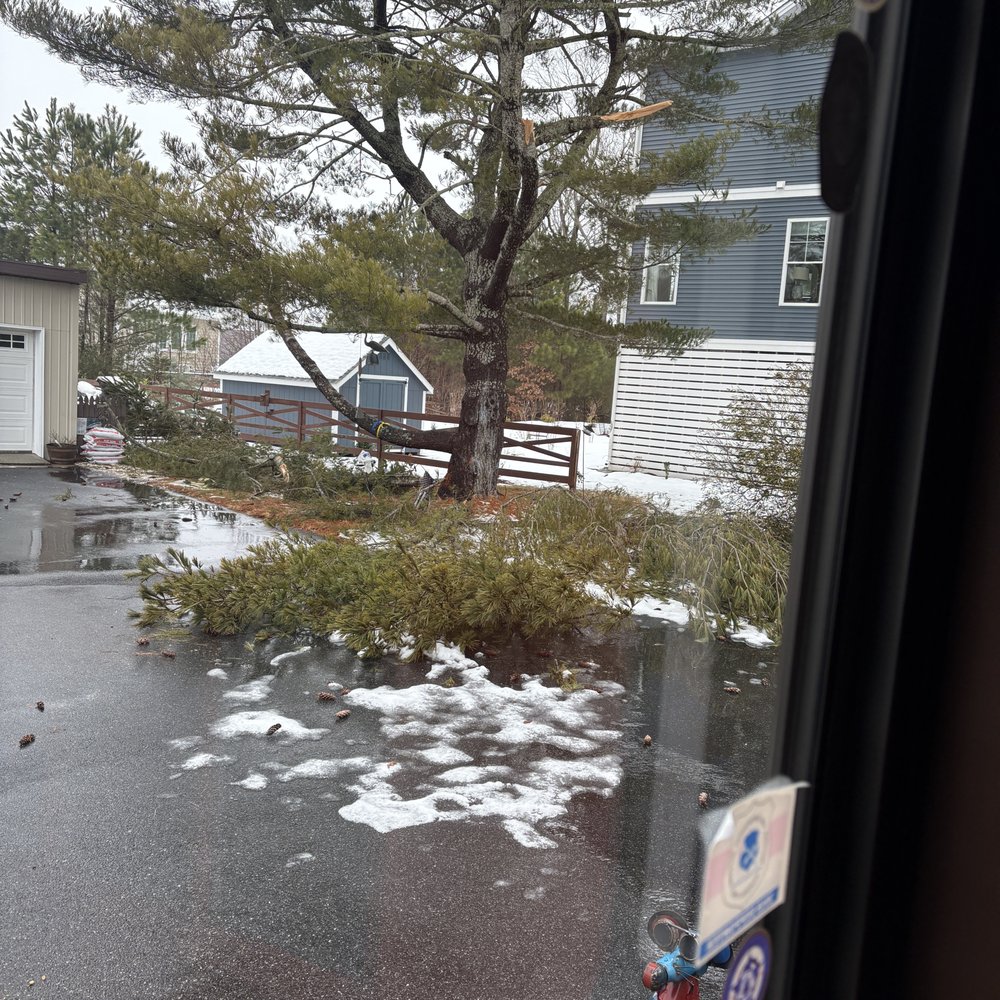 Delmarva Arborists - Tree Services Near Me - Bishopville, Maryland Delmarva Arborists - Tree Services Near Me - Bishopville, Maryland