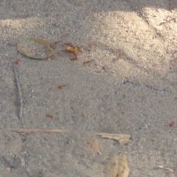 Upper Oso Campground - Ants fighting over something - Campgrounds Near Me - Santa Barbara, California