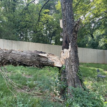 Top Tier Trees - Trees down - Tree Services Near Me - Marietta, Georgia Top Tier Trees - Trees down - Tree Services Near Me - Marietta, Georgia