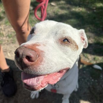 Twin Cities Veg Fest - Dog friendly! Tuni loves Veg Fest - Festivals Near Me - Saint Paul, Minnesota