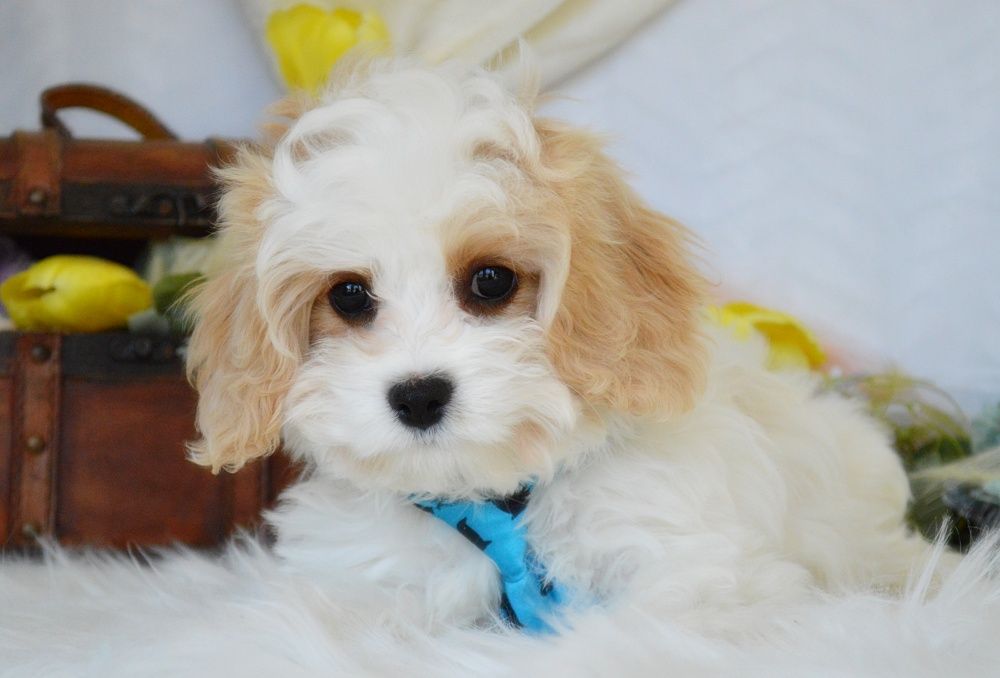 FLUFFY PUPPY EMPORIUM Updated June 2024 Request Information