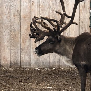 Antler Academy - My favorite - Gift Shops Near Me - North Pole, Alaska Antler Academy - My favorite - Gift Shops Near Me - North Pole, Alaska