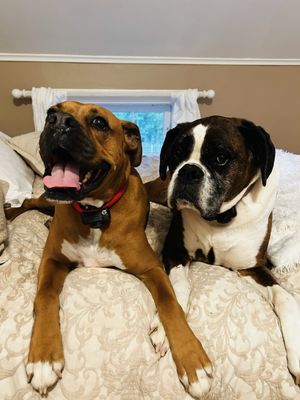 Burnt Hills Veterinary Hospital by null