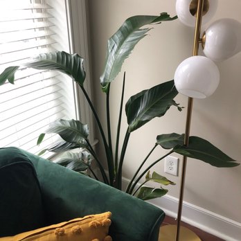 B Willow - Bird of Paradise - Nurseries & Gardening Near Me - Baltimore, Maryland