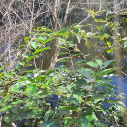 Bird in bushes