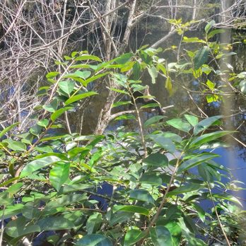 Big Cypress National Preserve - Bird in bushes - Parks Near Me - Ochopee, Florida