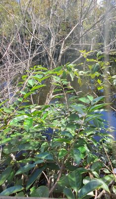 Big Cypress National Preserve by null