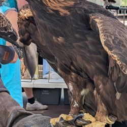 Parfet Park - Raptor