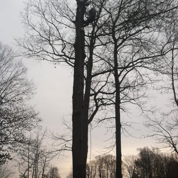 Tree Tech Tree Service - Tree Services Near Me