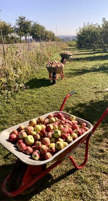 APPEL HAPPEL by null