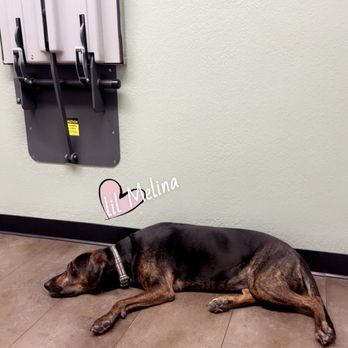 VCA Mountain View Animal Hospital - Waiting for the Dr! - Veterinarians Near Me - Phoenix, Arizona VCA Mountain View Animal Hospital - Waiting for the Dr! - Veterinarians Near Me - Phoenix, Arizona
