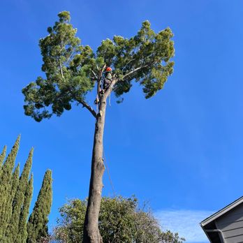 Lucatero Tree Services - Tree Services Near Me Lucatero Tree Services - Tree Services Near Me
