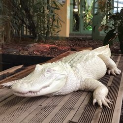 TerraZoo - Albino Krokodil