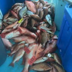 Double Eagle Deep Sea Fishing - Overnight Trips!!