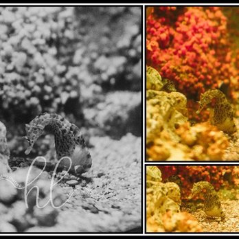 Shedd Aquarium - Aquariums Near Me - Chicago, Illinois