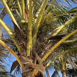 Papa'iloa Beach - Coconuts