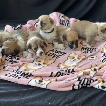 California Corgis Dog Kennel - The most adorable little pups!! - Pet Breeders Near Me California Corgis Dog Kennel - The most adorable little pups!! - Pet Breeders Near Me