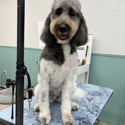 Cuddles & Clips Dog Spa