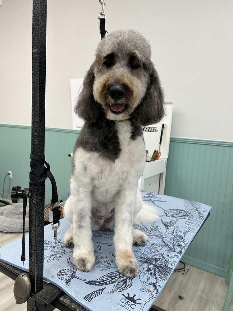 CUDDLES & CLIPS DOG SPA Updated October 2024 30 Photos 5660